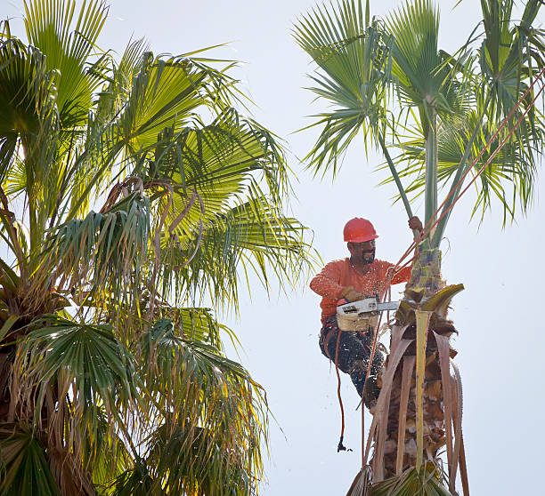 Gentry, AR Tree Service Company